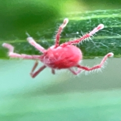 Trombidiidae (family) at ANBG - 30 Mar 2024