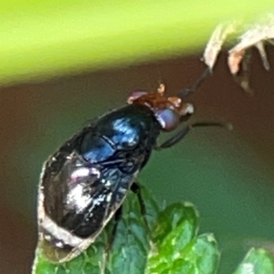 Depressa sp. (genus) (Lauxaniid fly) at Acton, ACT - 30 Mar 2024 by Hejor1