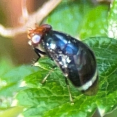 Depressa sp. (genus) at ANBG - 30 Mar 2024