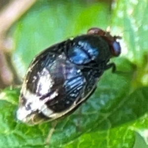 Depressa sp. (genus) at ANBG - 30 Mar 2024