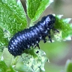 Altica sp. (genus) (Flea beetle) at ANBG - 30 Mar 2024 by Hejor1