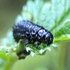 Altica sp. (genus) at ANBG - 30 Mar 2024