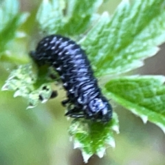 Altica sp. (genus) at ANBG - 30 Mar 2024