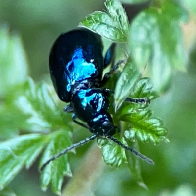 Arsipoda sp. (genus) (A flea beetle) at Acton, ACT - 30 Mar 2024 by Hejor1