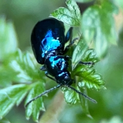 Arsipoda sp. (genus) (A flea beetle) at ANBG - 30 Mar 2024 by Hejor1