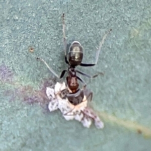 Iridomyrmex sp. (genus) at ANBG - 30 Mar 2024