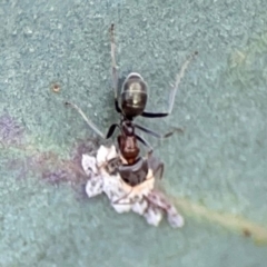 Iridomyrmex sp. (genus) (Ant) at ANBG - 30 Mar 2024 by Hejor1
