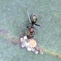 Iridomyrmex sp. (genus) at ANBG - 30 Mar 2024 04:05 PM