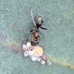 Iridomyrmex sp. (genus) at ANBG - 30 Mar 2024 04:05 PM