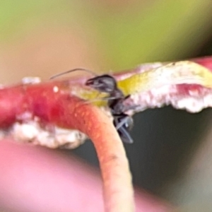 Iridomyrmex sp. (genus) at ANBG - 30 Mar 2024