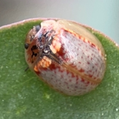 Paropsisterna m-fuscum (Eucalyptus Leaf Beetle) at Acton, ACT - 30 Mar 2024 by Hejor1