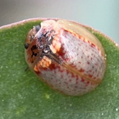 Paropsisterna m-fuscum (Eucalyptus Leaf Beetle) at Acton, ACT - 30 Mar 2024 by Hejor1