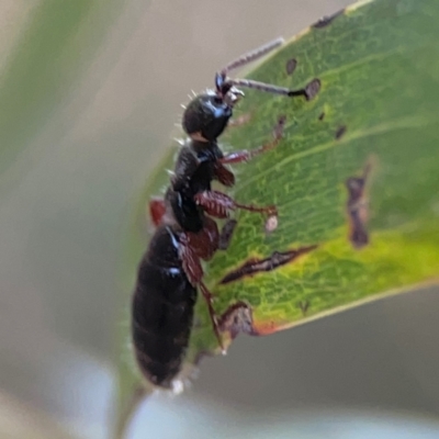 Thynninae (subfamily) (Smooth flower wasp) at Acton, ACT - 30 Mar 2024 by Hejor1