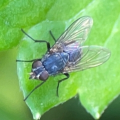 Calliphora sp. (genus) (Unidentified blowfly) at Acton, ACT - 30 Mar 2024 by Hejor1