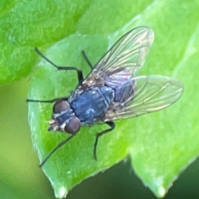 Calliphora sp. (genus) (Unidentified blowfly) at ANBG - 30 Mar 2024 by Hejor1