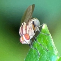 Sapromyza brunneovittata (A lauxid fly) at Acton, ACT - 30 Mar 2024 by Hejor1