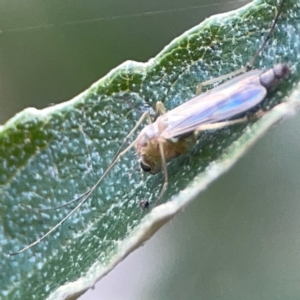 Chironomidae (family) at ANBG - 30 Mar 2024 03:37 PM