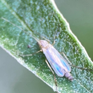 Chironomidae (family) at ANBG - 30 Mar 2024