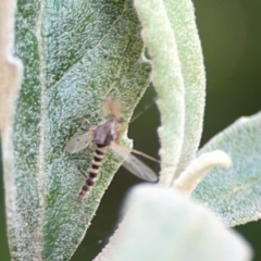 Chironomidae (family) at ANBG - 30 Mar 2024 03:37 PM