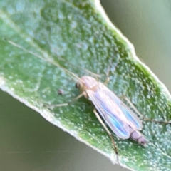 Chironomidae (family) at ANBG - 30 Mar 2024 03:37 PM