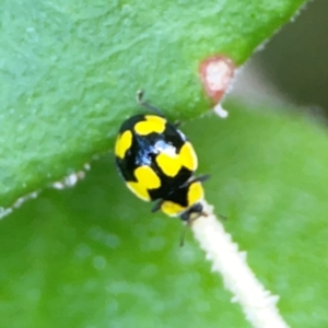 Illeis galbula at ANBG - 30 Mar 2024 03:36 PM