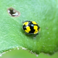 Illeis galbula at ANBG - 30 Mar 2024 03:36 PM