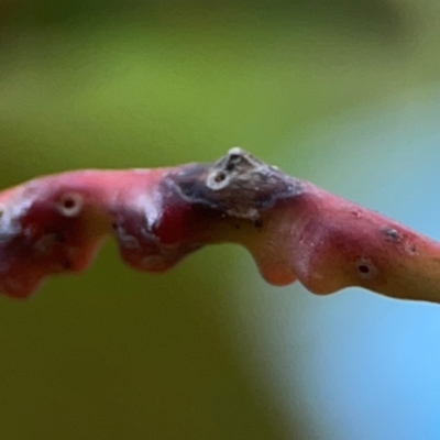 Unidentified Eucalyptus Gall at ANBG - 30 Mar 2024 by Hejor1