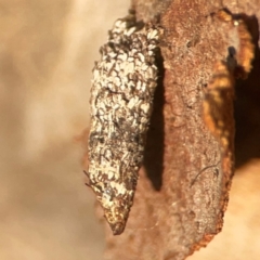 Psychidae (family) IMMATURE (Unidentified case moth or bagworm) at Acton, ACT - 30 Mar 2024 by Hejor1