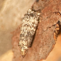 Psychidae (family) IMMATURE at ANBG - 30 Mar 2024