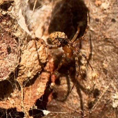 Cryptachaea veruculata (Diamondback comb-footed spider) at ANBG - 30 Mar 2024 by Hejor1