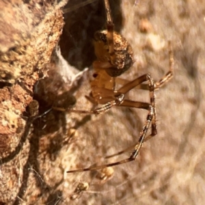 Cryptachaea veruculata at ANBG - 30 Mar 2024