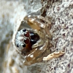 Arasia mollicoma (Flat-white Jumping Spider) at Acton, ACT - 30 Mar 2024 by Hejor1