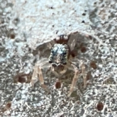 Arasia mollicoma at ANBG - 30 Mar 2024