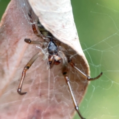 Phonognathidae (unofficial sub family) (Leaf curling orb-weavers) at Acton, ACT - 30 Mar 2024 by Hejor1