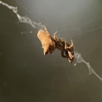 Philoponella congregabilis (Social house spider) at ANBG - 30 Mar 2024 by Hejor1