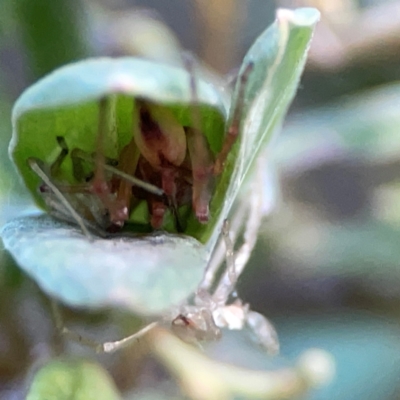 Cheiracanthium gracile (Slender sac spider) at ANBG - 30 Mar 2024 by Hejor1