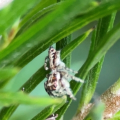 Opisthoncus serratofasciatus (Chevronned jumper) at Acton, ACT - 30 Mar 2024 by Hejor1