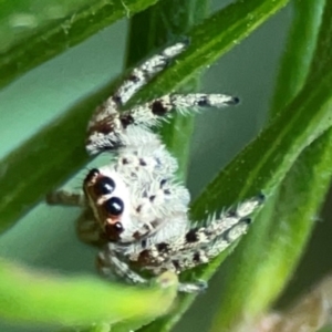 Opisthoncus serratofasciatus at ANBG - 30 Mar 2024