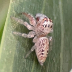 Opisthoncus grassator (Jumping spider) at ANBG - 30 Mar 2024 by Hejor1