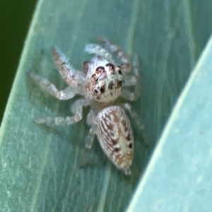 Opisthoncus grassator at ANBG - 30 Mar 2024