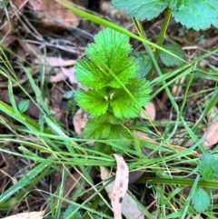 Geum urbanum at Micalong Gorge - 30 Mar 2024