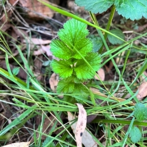 Geum urbanum at Micalong Gorge - 30 Mar 2024 09:01 AM