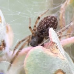 Badumna longinqua (Grey House Spider) at Acton, ACT - 30 Mar 2024 by Hejor1