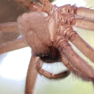 Delena cancerides (Social huntsman spider) at ANBG - 30 Mar 2024 by Hejor1