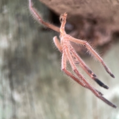 Delena cancerides at ANBG - 30 Mar 2024