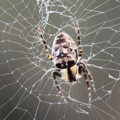 Plebs eburnus (Eastern bush orb-weaver) at Acton, ACT - 30 Mar 2024 by Hejor1