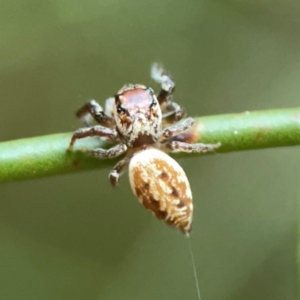 Opisthoncus nigrofemoratus at ANBG - 30 Mar 2024