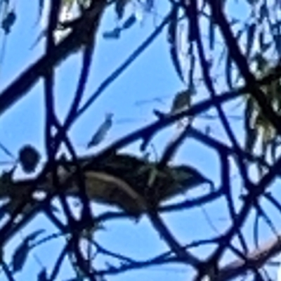 Anthochaera carunculata (Red Wattlebird) at Nicholls, ACT - 29 Mar 2024 by Hejor1