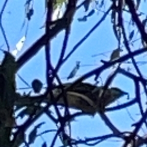 Anthochaera carunculata at Nicholls, ACT - 29 Mar 2024