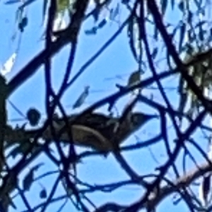 Anthochaera carunculata at Nicholls, ACT - 29 Mar 2024